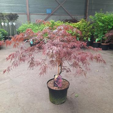 Acer pal. 'Garnet'