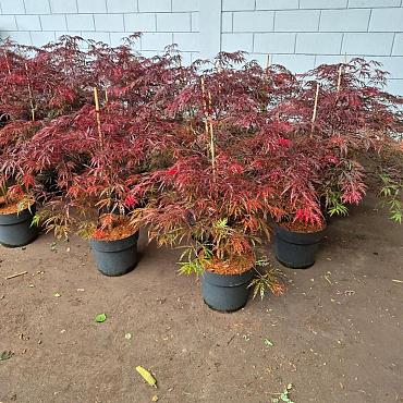 Acer pal. 'Garnet'