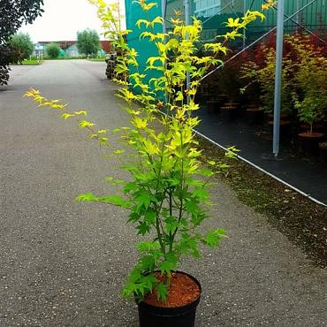 Acer pal. 'Orange Dream'