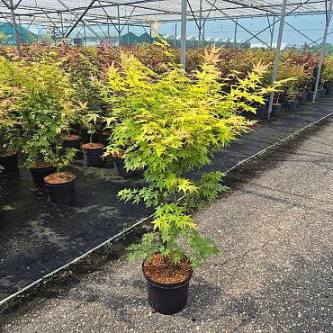 Acer pal. 'Orange Dream'