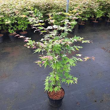 Acer pal. 'Oridono-nishiki'