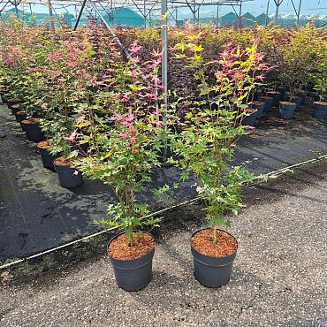 Acer pal. 'Oridono-nishiki'