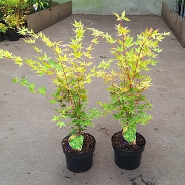 Acer pal. 'Sangokaku'