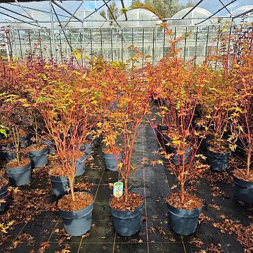 Acer pal. 'Sangokaku'