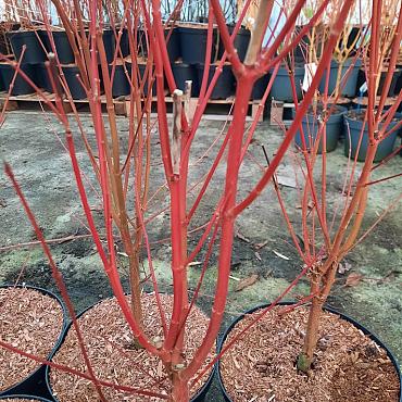 Acer pal. 'Sangokaku'
