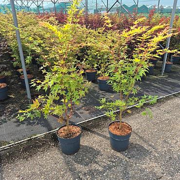 Acer pal. 'Sangokaku'