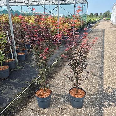 Acer pal. 'Skeeter's Broom'