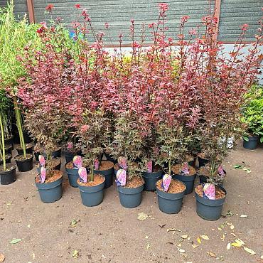 Acer pal. 'Skeeter's Broom'