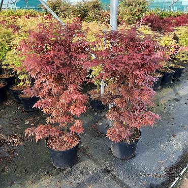 Acer pal. 'Skeeter's Broom'