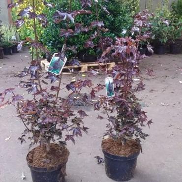 Acer plat. 'Crimson Sentry'