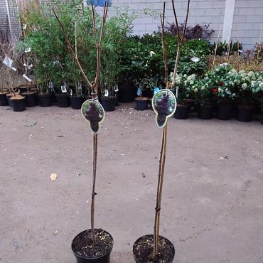 Acer plat. 'Royal Red'