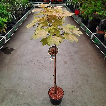 Acer pseud. 'Brilliantissimum'