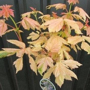 Acer pseud. 'Simon-Louis Frères'