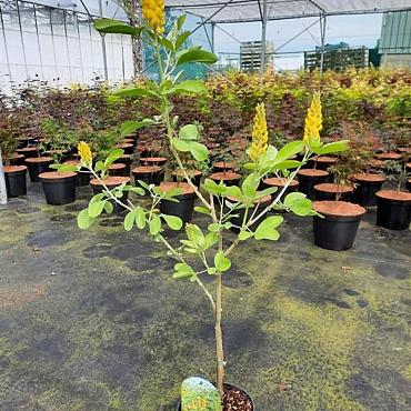 Argyrocytisus battandieri