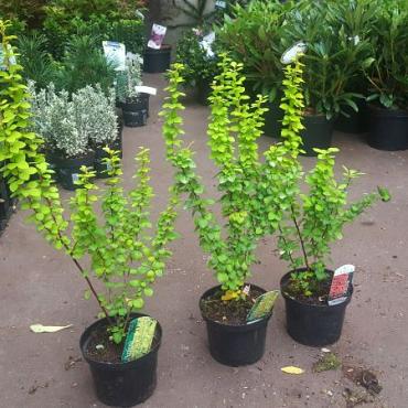 Berberis thunb. 'Maria'