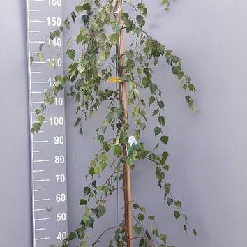 Betula p. 'Youngii'
