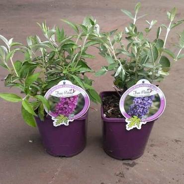 Buddleja davidii Free Petite