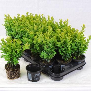 Buxus sempervirens  -Bushes-