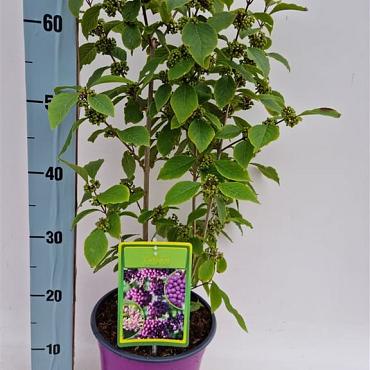 Callicarpa bodinieri 'Profusion'