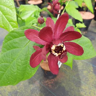 Calycanthus 'Aphrodite'