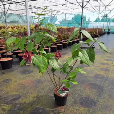 Calycanthus 'Aphrodite'