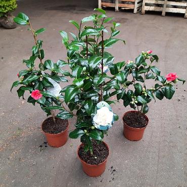 Camellia japonica