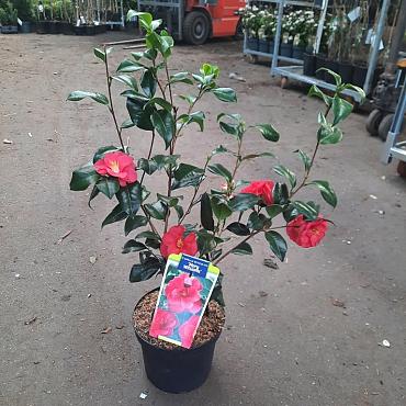 Camellia japonica