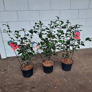 Camellia japonica