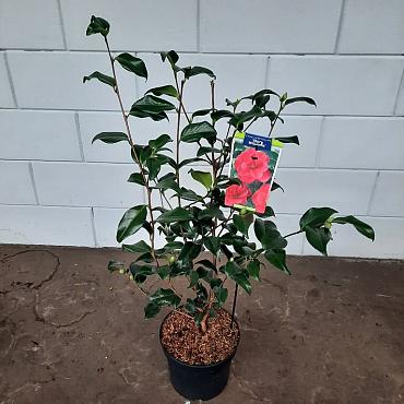 Camellia japonica