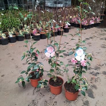 Camellia 'Spring Festival'