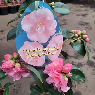 Camellia 'Spring Festival'