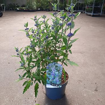 Caryopteris cland. Grand Bleu