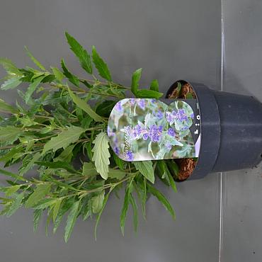 Caryopteris cland. Grand Bleu