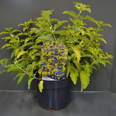 Caryopteris cland. Hint of Gold