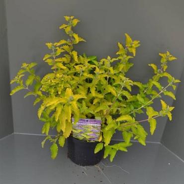 Caryopteris cland. Hint of Gold