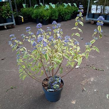 Caryopteris cland. 'Summer Sorbet'