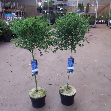 Ceanothus impressus 'Victoria'