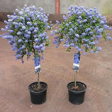Ceanothus thyrsiflorus repens
