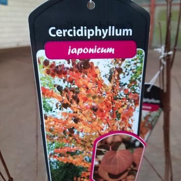Cercidiphyllum japonicum
