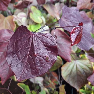 Cercis can. 'Forest Pansy'