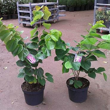 Cercis chinensis 'Avondale'