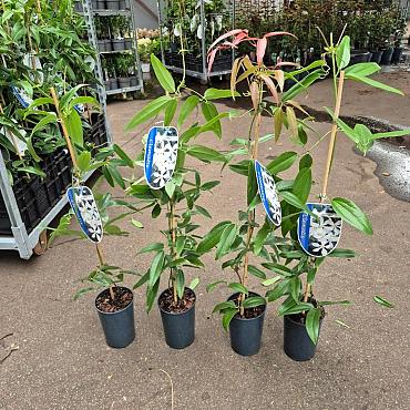 Clematis armandii