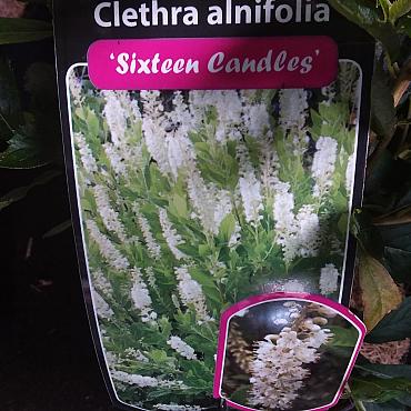Clethra alnif. 'Sixteen Candles'
