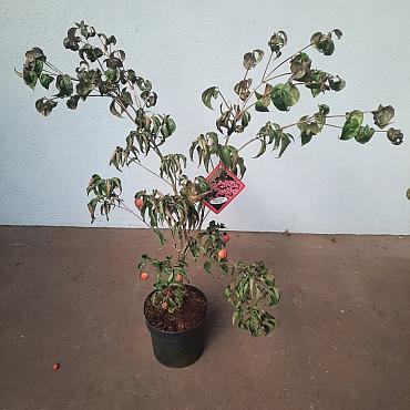 Cornus k. 'Beni-fuji'