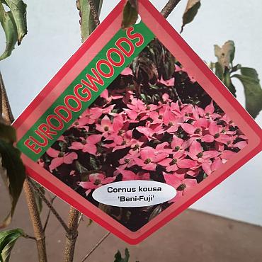 Cornus k. 'Beni-fuji'