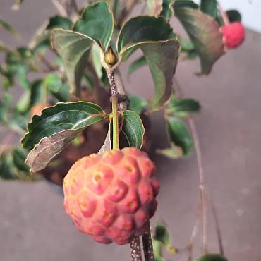 Cornus k. 'Beni-fuji'
