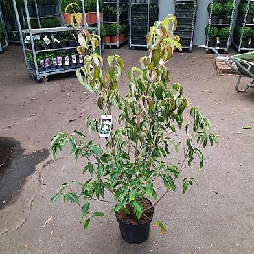 Cornus k. 'China Girl'