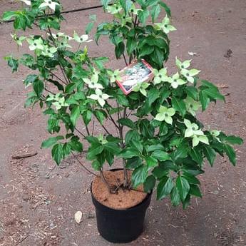 Cornus k. 'Milky Way'