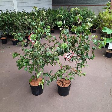 Cornus k. 'Satomi'