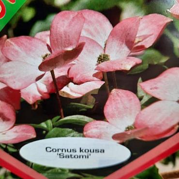 Cornus k. 'Satomi'
